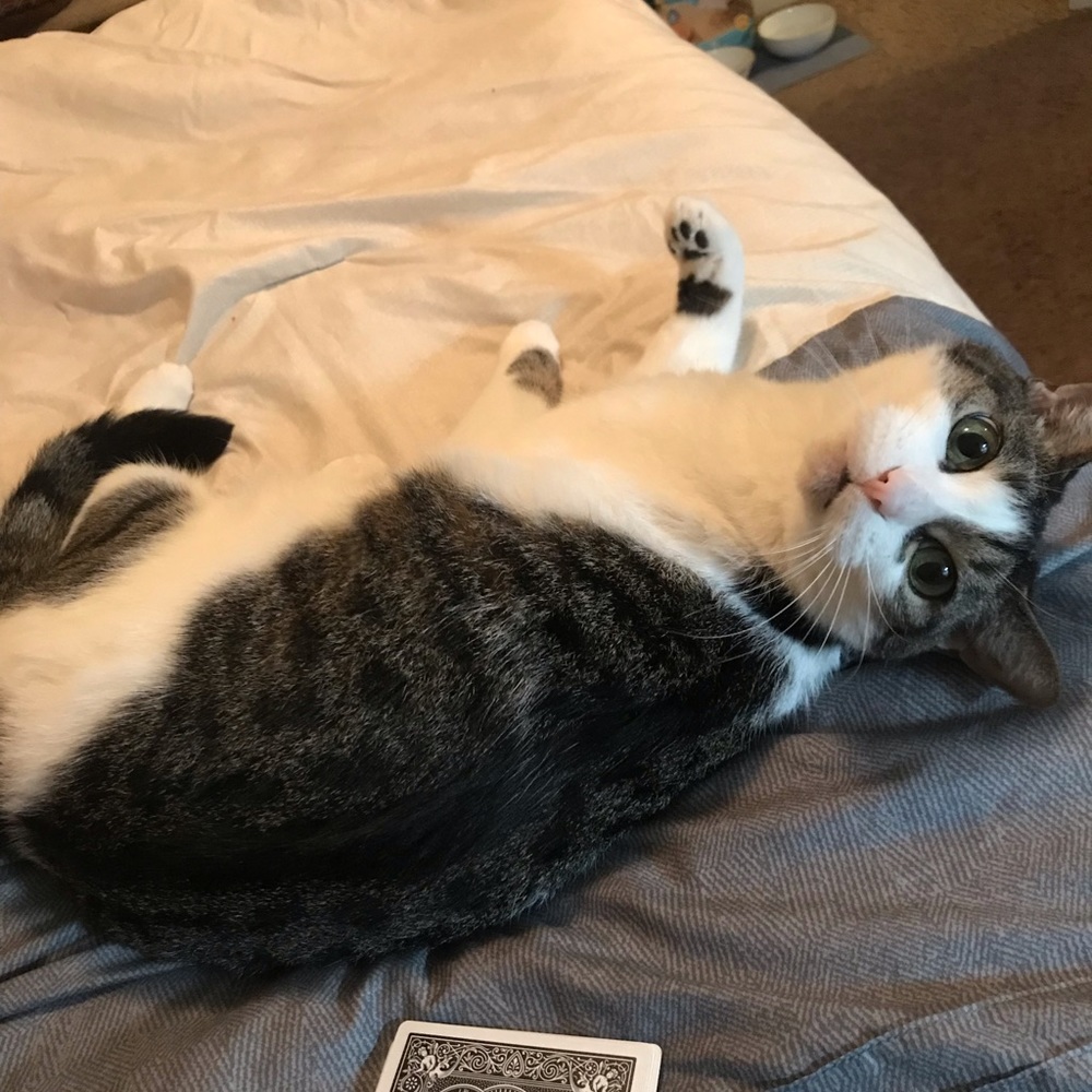 Meet your Posher, Beibei